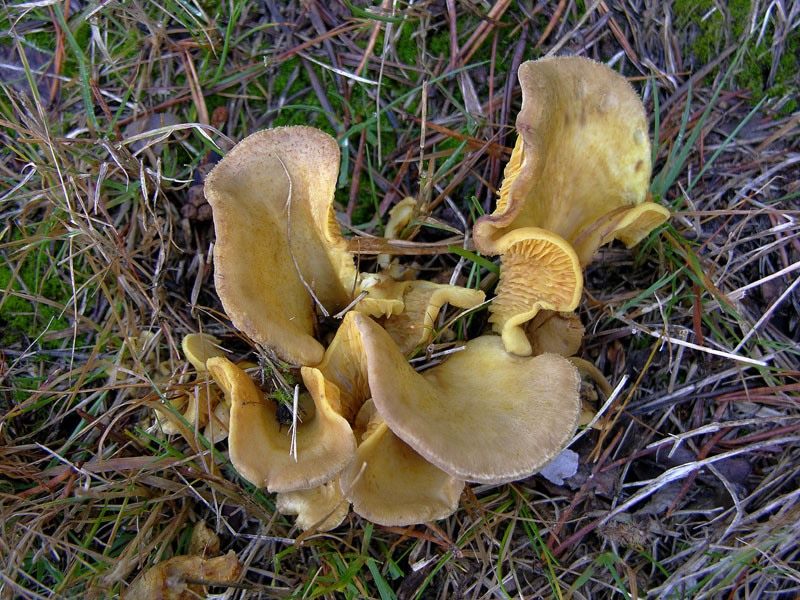 Tapinella panuoides (Batsch) E.-J. Gilbert